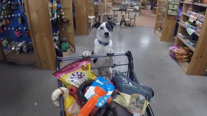 Mission Im-Paw-Ssible