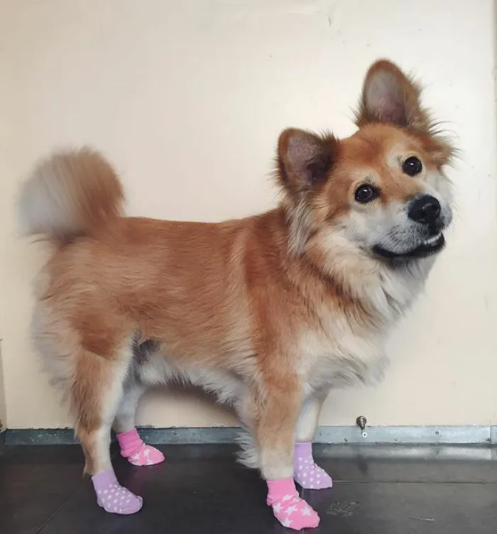 Corgi + Chow Chow