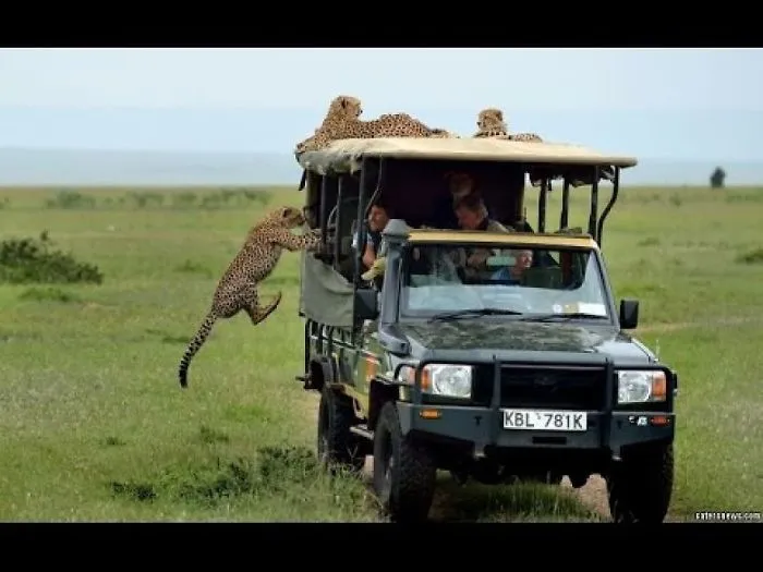 Cheeky Cheetah Goes Face To Face With Tourist In Safari Jeep
