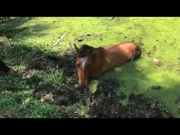 Firefighter Free Horse From Neck Deep Mud