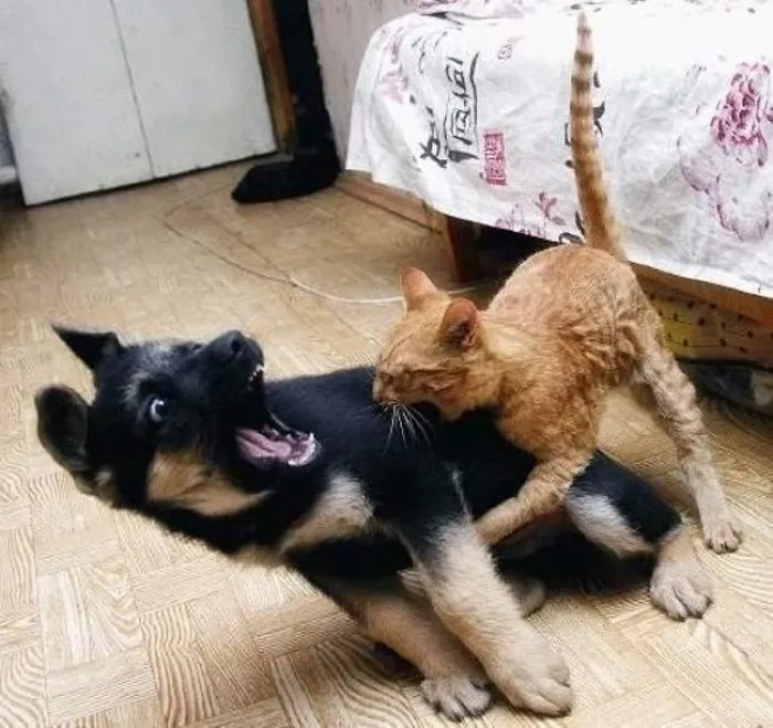 "save Yourself! Tell My Mother I Love Her!"