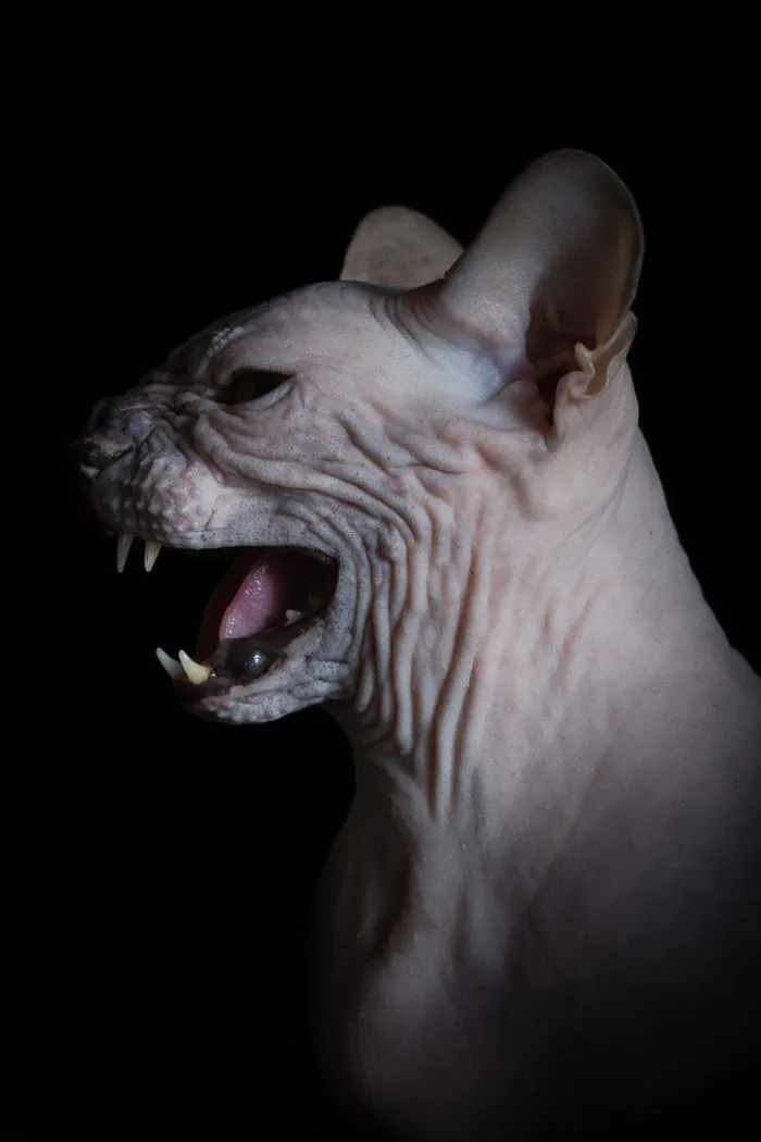 43 Hairless Cat Photos That Will Remind You Of Aliens