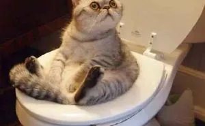 Reasons Why You Dont Have Cats
