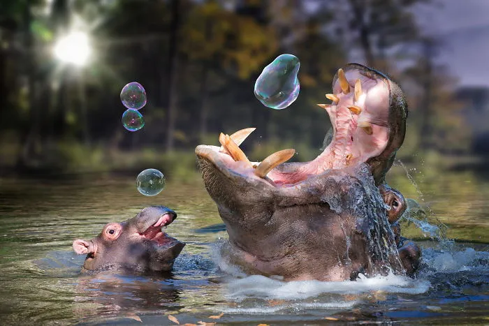 53 Baby Hippos That Will Make Everything Better