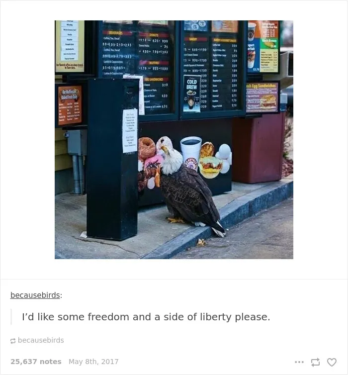 35 Times Tumblr Hilariously Roasted Americans