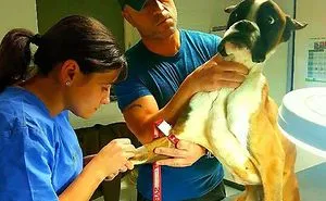 156 Dogs Who Are Afraid Of The Most Ridiculous Things