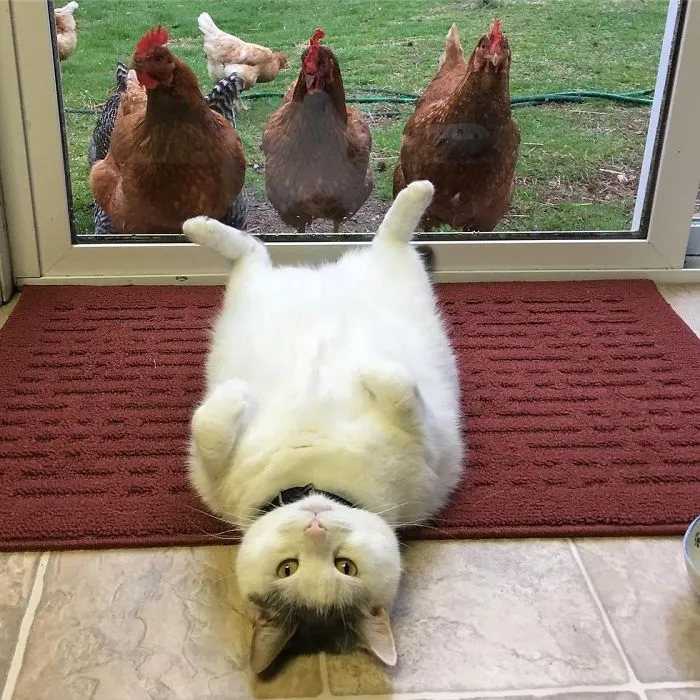 This Cat Has No Idea Why Chickens Are So Obsessed With Him