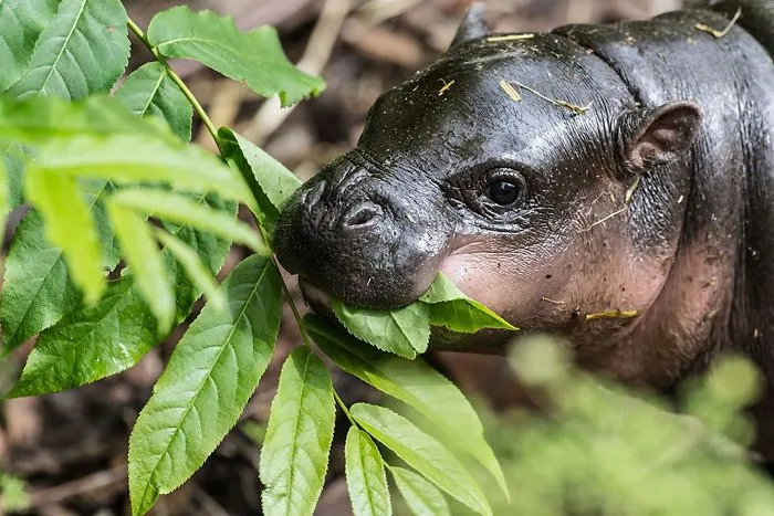 53 Baby Hippos That Will Make Everything Better
