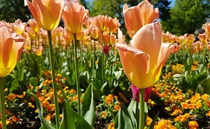 Tulip Family In Latvia