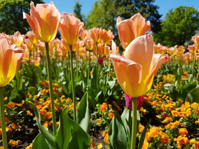 Tulip Family In Latvia