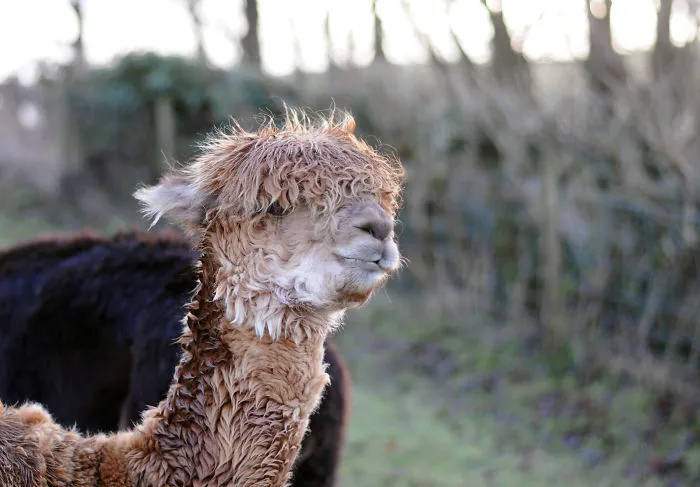 My Family Bought 27 Animals And Moved Up A Mountain
