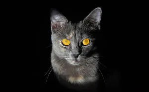 Home Is Where Your Cat Is.