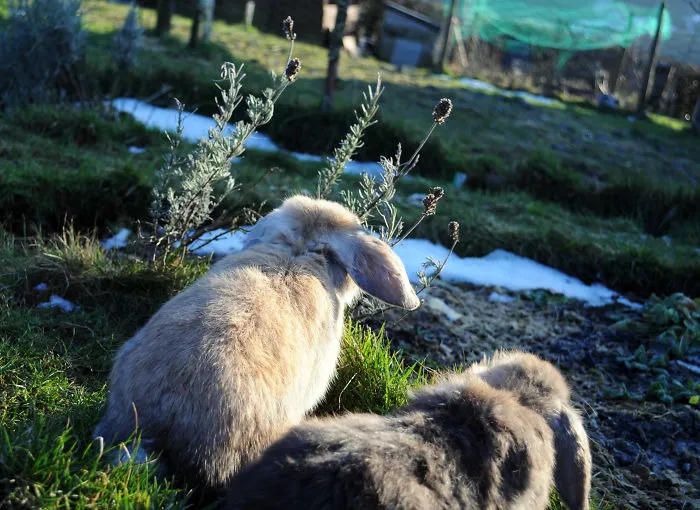 My Family Bought 27 Animals And Moved Up A Mountain