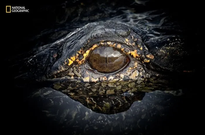 15 Incredible Photos From National Geographic's Nature Photographer Of The Year Contest & One Highlight.