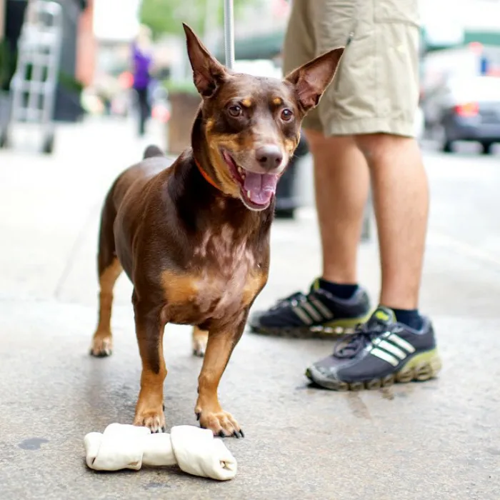 Corgi + Doberman Pinscher
