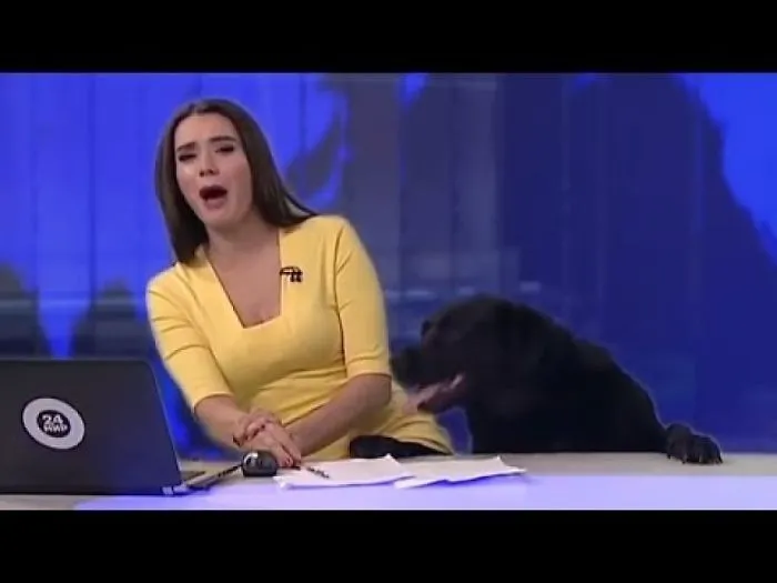 Cutest Dog Interrupts The News On Live Tv