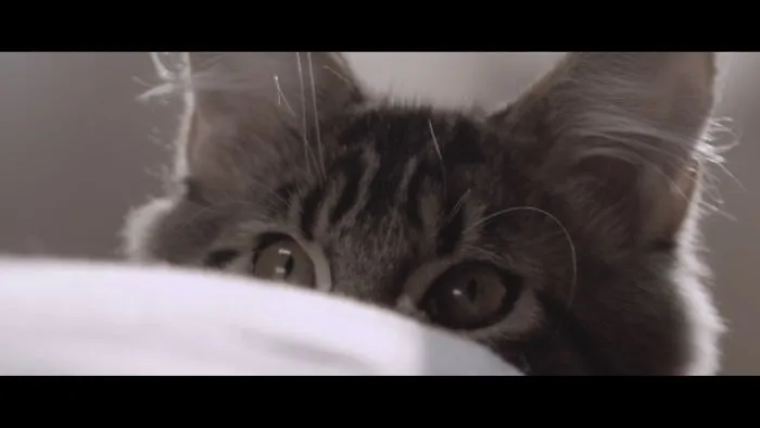 How A Cat Opened A New World For A Girl