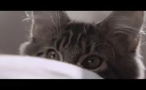 How A Cat Opened A New World For A Girl