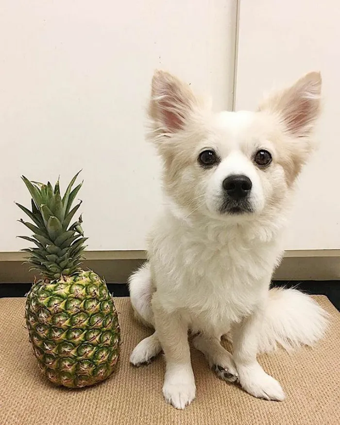 Corgi + Pomeranio