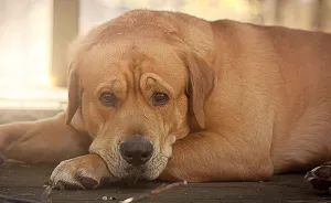 I'm Not Really A "Dog Person", But This Big Red Dog Is Winning My Heart And Here's Why