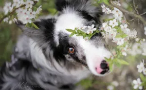 My Dog Has A Babyface, And That Is Too Cute!
