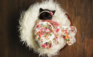 Newborn Kitten Photoshoot That I Did To Celebrate My Daughter's New Cat