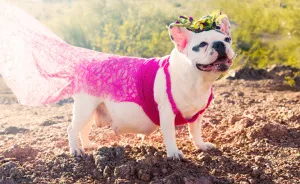 We Created Adorable Maternity And Newborn Photoshoot With Holly The French Bulldog
