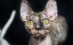 Is There Anything Cuter Than Fluffy Furry Kittens? Oh Yes,  Little Alien-Looking Cornish Rex Babies