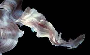Art Of The Siamese Fighting Fish