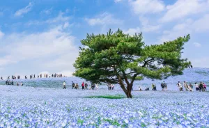 My Pictures Of 4.5 Millions Nemophila Harmony In Hitachi Seaside Park In Japan
