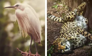 I Got Tired Of Boring Animal Photos, So I Took Some Myself