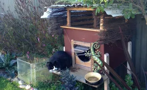 I Created An Outdoor Cat House