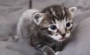 I Photographed The Most Adorable Color-Changing Kittens!