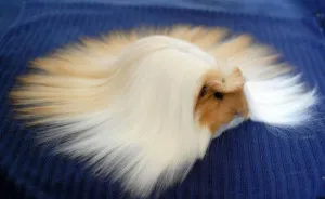 53 Guinea Pigs With The Most Majestic Hair