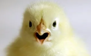 I Documented The Birth Of A Chicken