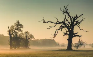 I Photographed Monumental And Unreal Rogalin Oaks