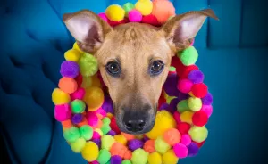 "Cones Of Fame": A Rescue Dog Photography Project