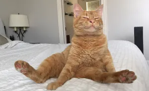 We Adopted A Stray Cat And He Can't Stop Showing His Gratitude