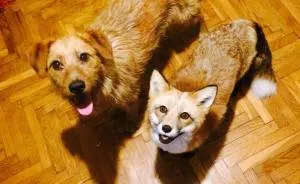 After Saving A Fox From A Fur Farm, We Decided To Get Him A Friend So He Wouldn't Feel Lonely