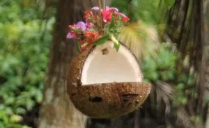 How To Make Bird Feeders In The Tropics