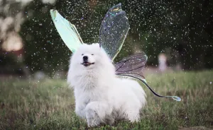 Return Of The Magical Floofer