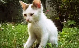I Photograph Cats Captivated By Their Beauty And Uniqueness