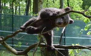 Story About Little Bear And People With Big Hearts