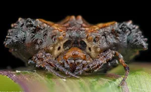 I Spent 7 Years Photographing These Pretty Disgusting Animals