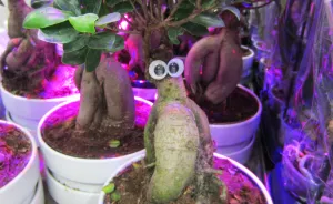 Eye-Kea: I Put Googly Eyes On IKEA Products