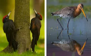 I Photograph Polish Birds