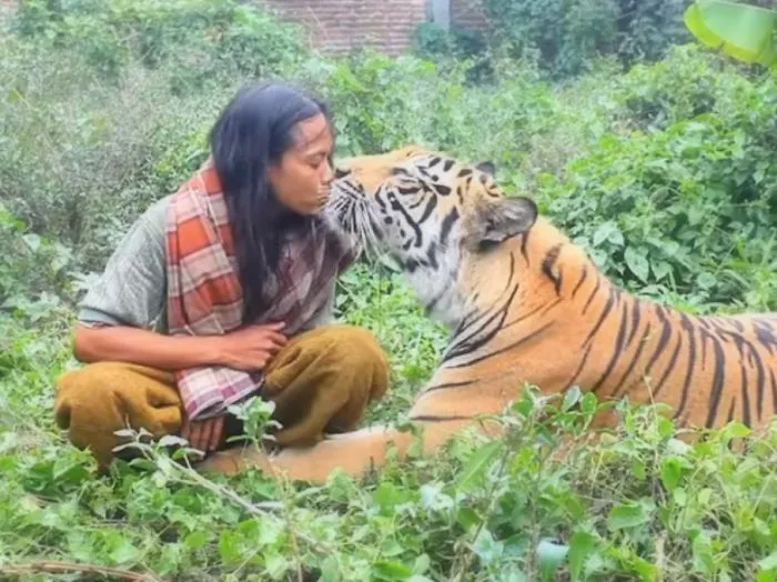 Indonesian Is The Best Friend Of A 180-Pound Bengal Tiger!
