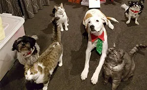 This Website Lets You Travel Around The World If You Agree To Take Care Of Other People's Pets