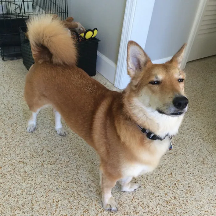 Corgi  + Shiba Inu