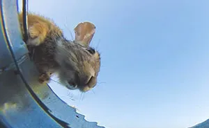 Guy Hides Camera In Bucket Of Water To See Who Comes To Drink, And Result Doesn’t Disappoint